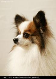 国产蝴蝶犬图片视频播放,灵动优雅，魅力四溢的犬界明星